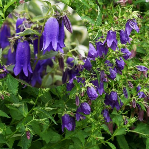 Campanula punctata 'Kent Belle' - Täpitud kellukas 'Kent Belle' P9/0,55L 